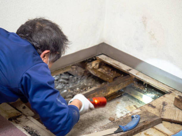 Best Mold Remediation Experts  in Somerset, WI