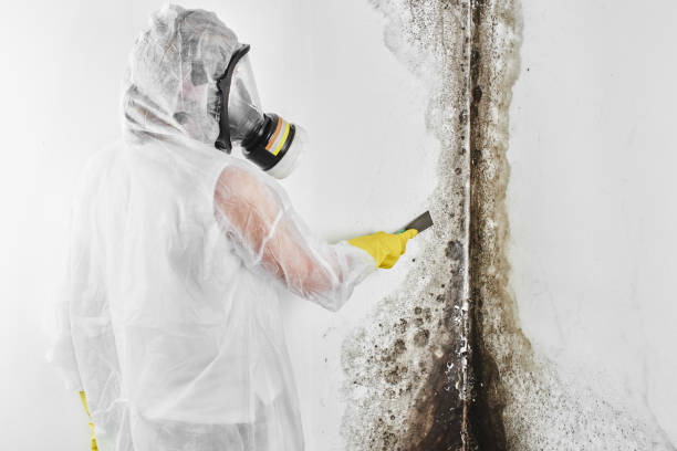 Best Mold Testing  in Somerset, WI