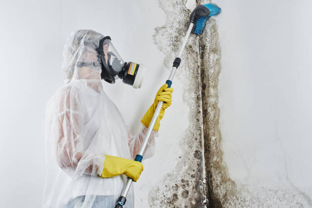 Best Residential Mold Removal  in Somerset, WI