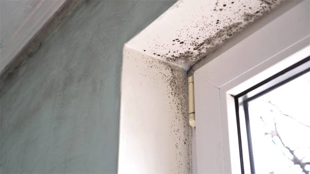 Best Certified Mold Removal  in Somerset, WI