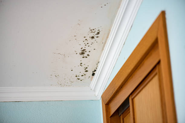 Best Emergency Mold Removal  in Somerset, WI