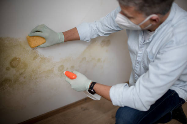 Best Fast Mold Removal  in Somerset, WI