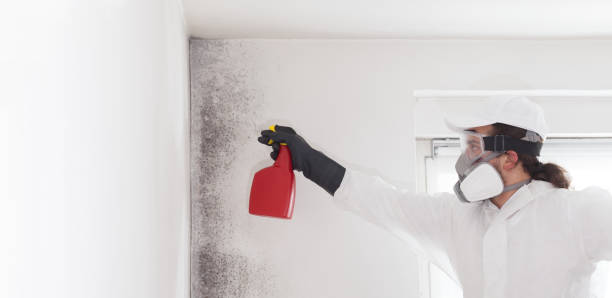 Best Mold Remediation Services  in Somerset, WI