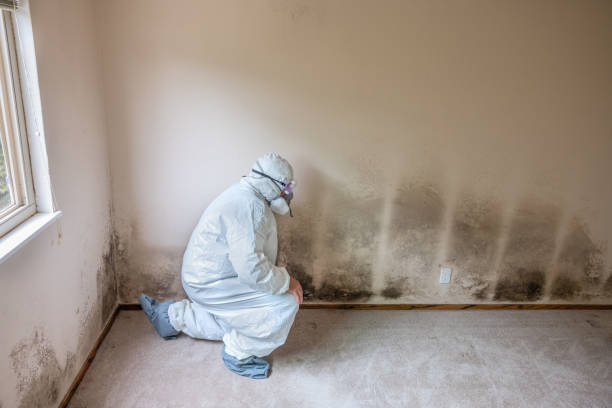 Best Professional Mold Removal  in Somerset, WI