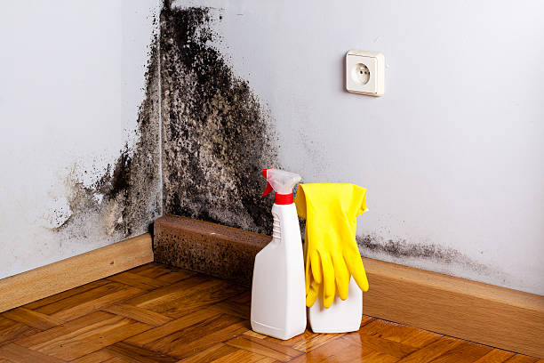 Best Crawl Space Mold Removal  in Somerset, WI