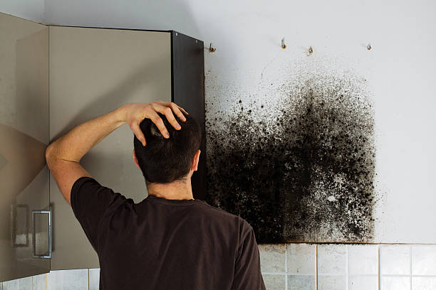 Mold Removal Process in Somerset, WI