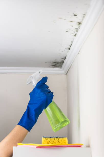 Best Black Mold Removal  in Somerset, WI